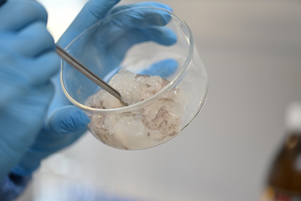 BioActive Collagen namoi